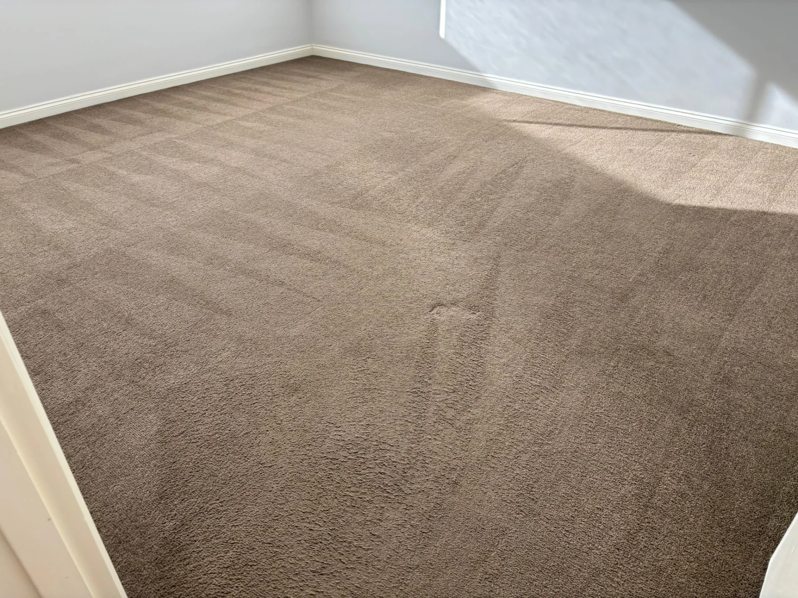 Freshly cleaned brown carpet in an empty room with visible cleaning lines and sunlight across the floor